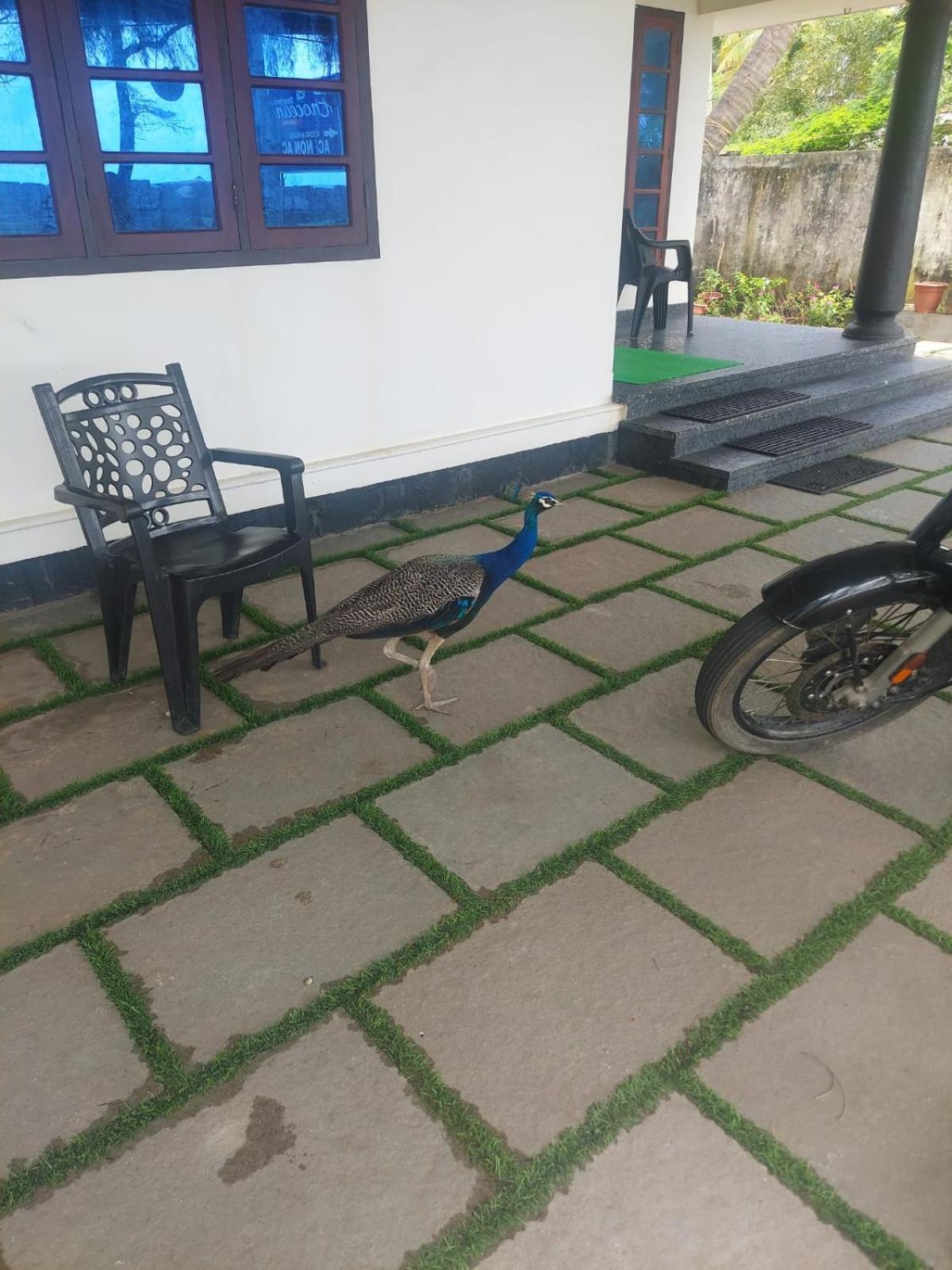 Enocean Homestay Cherai Beach Buitenkant foto
